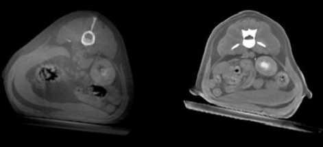 CBCT2.png